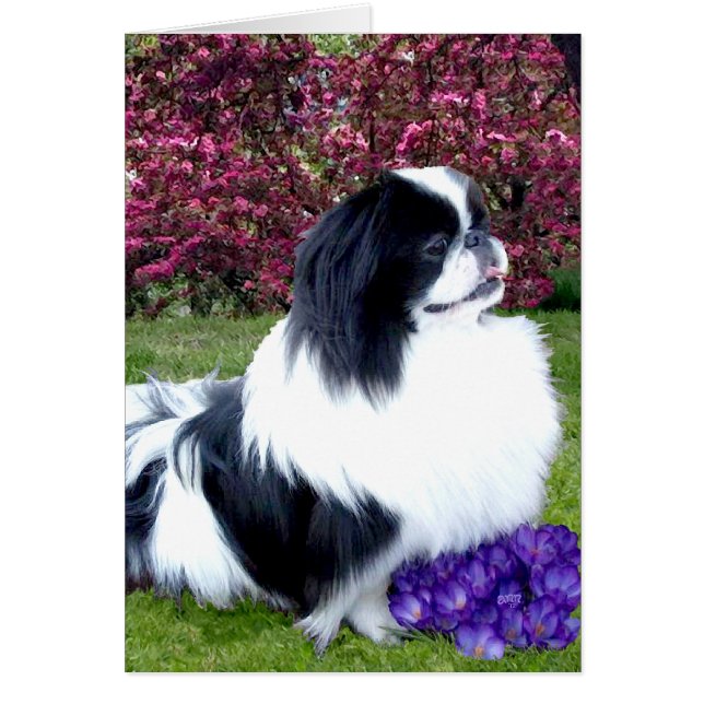 Pekineses Parti-Color (Frente)