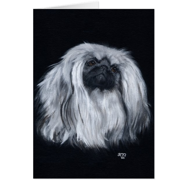 Pekingese Negro y Blanco (Frente)