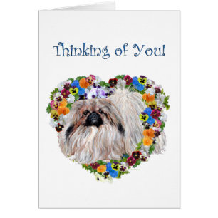 Pekingeses en Pansies