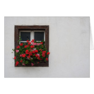 Pelargonio Rojo Y Rosa