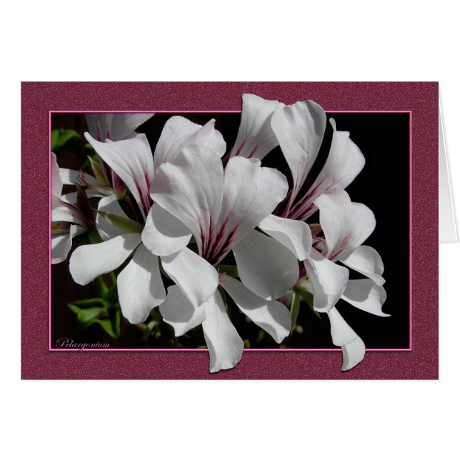 Pelargonium (Anverso (Horizontal))