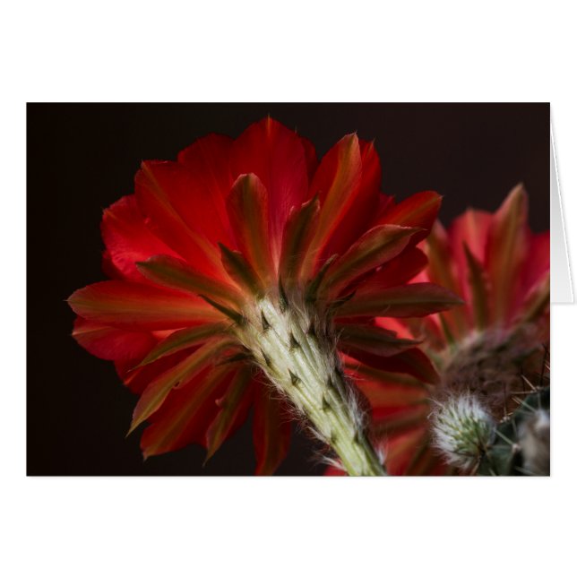 Pelea por todas partes (Anverso (Horizontal))