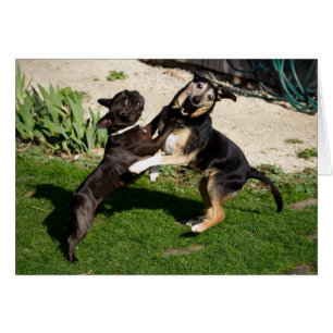 Peleando con perros