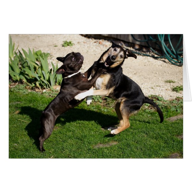 Peleando con perros (Anverso (Horizontal))