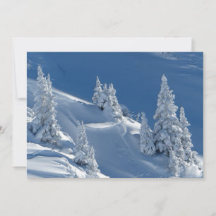 Peleas evergreen cubiertas con nieve de invierno