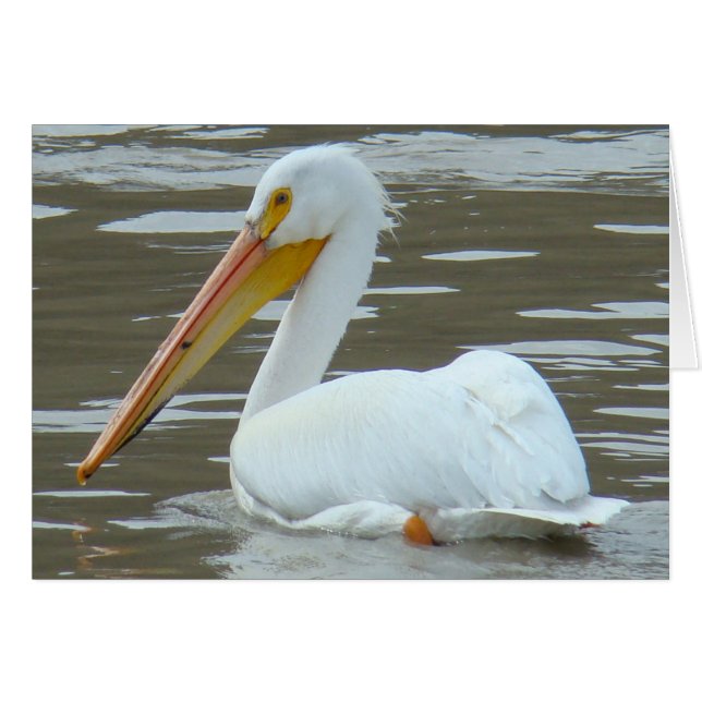 Pelican blanco B15 sobre agua turbia (Anverso (Horizontal))