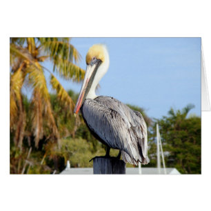 Pelican en Jug Creek