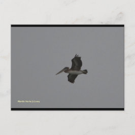 Pelican en Miramar | Postal Blue Beach Song™