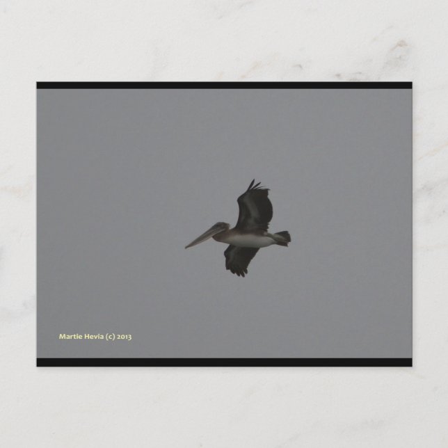 Pelican en Miramar | Postal Blue Beach Song™ (Anverso)