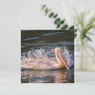 Pelican en movimiento