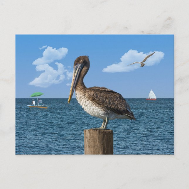 Pelican en una postal (Anverso)