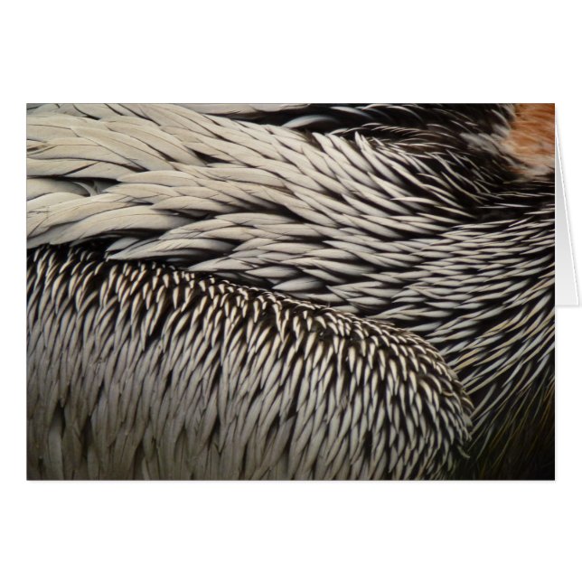 Pelican Feathers Resumen Fotografía de la Naturale (Anverso (Horizontal))