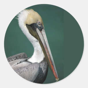 Pelican Round Pegatina