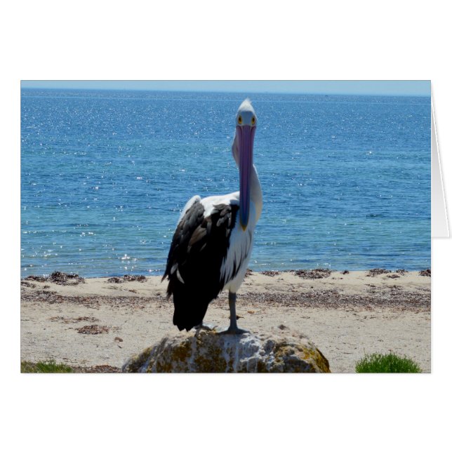 Pelican Stare Down, (Anverso (Horizontal))