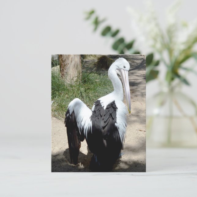 Pelican Time To Preen, Hoja De Papel (Anverso de pie)
