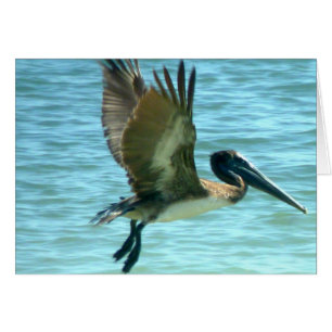 Pelican Watch