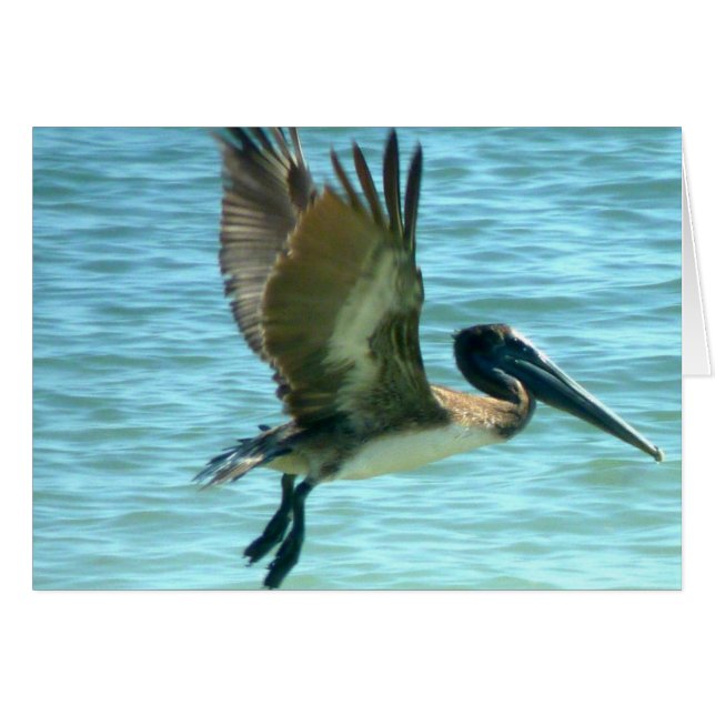 Pelican Watch (Anverso (Horizontal))