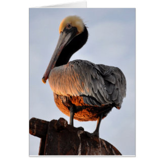 pelícano al atardecer