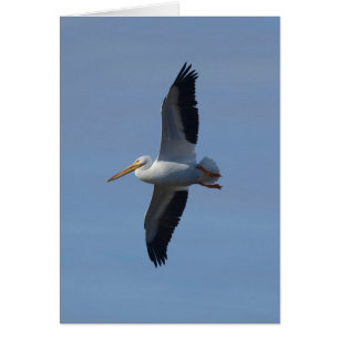 Pelícano Blanco Toma Vuelo