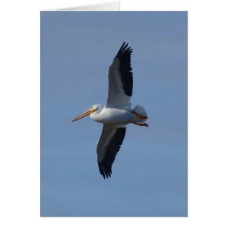 Pelícano Blanco Toma Vuelo