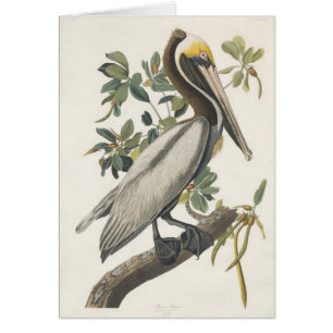 Pelícano de Brown de Audubon