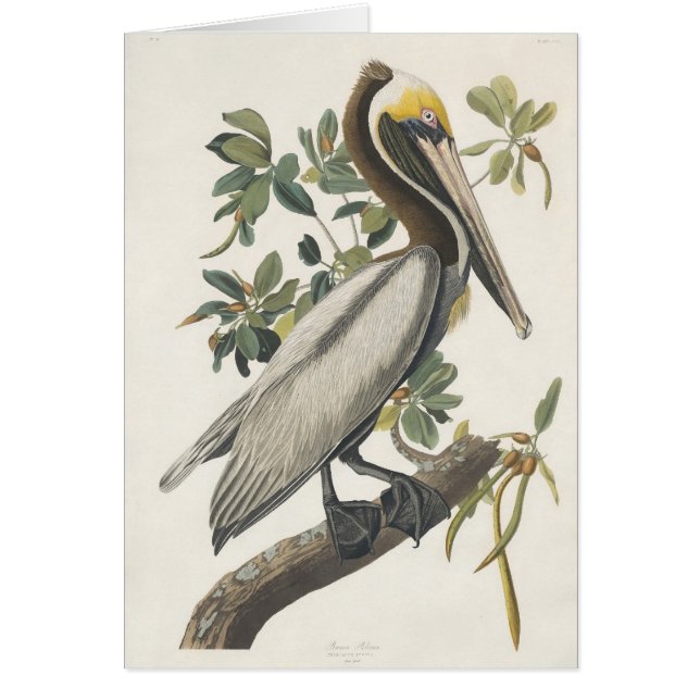 Pelícano de Brown de Audubon (Frente)