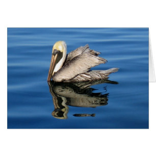 Pelícano flotante