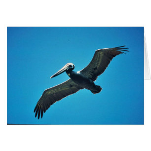 Pelícano marrón en vuelo