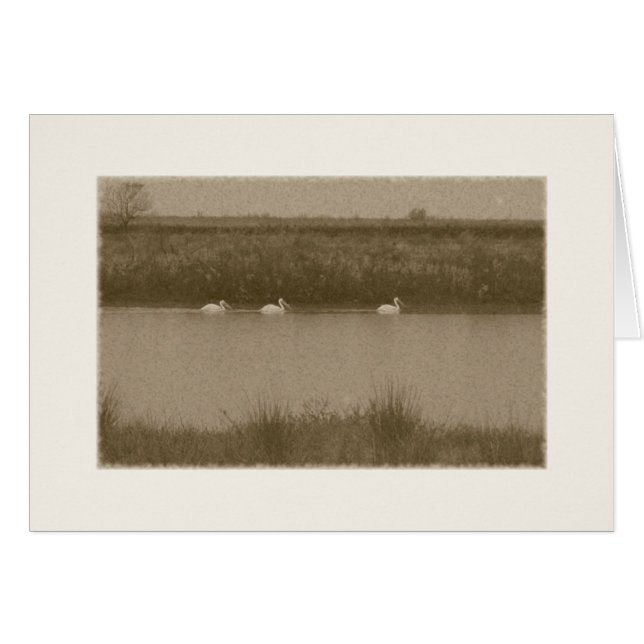 pelícanos (Anverso (Horizontal))