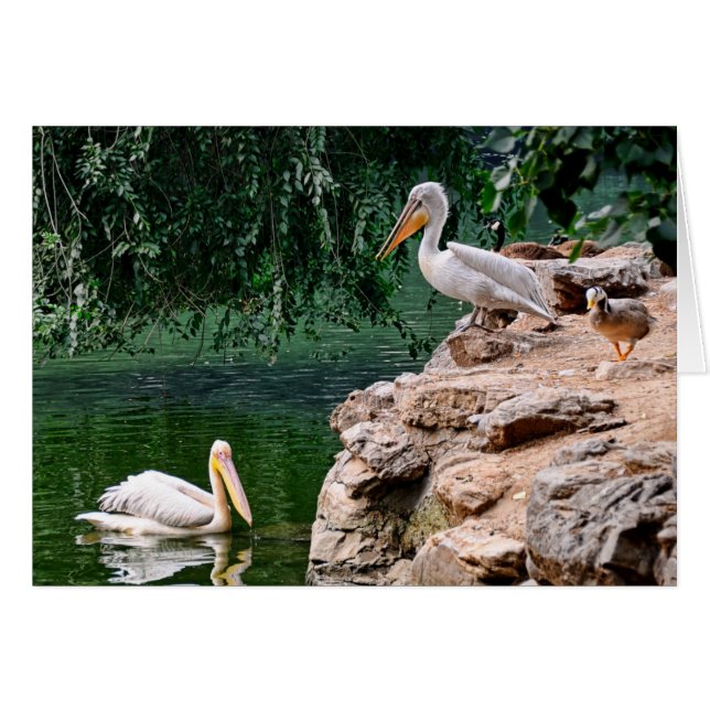 Pelícanos (Anverso (Horizontal))