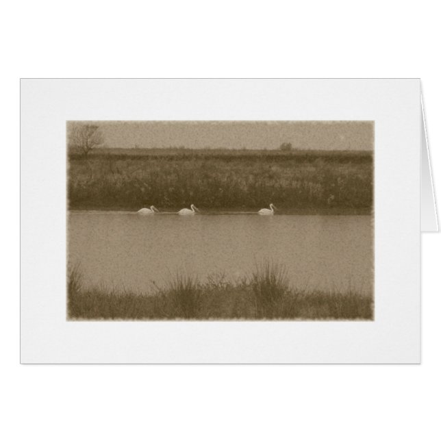 Pelícanos (Anverso (Horizontal))