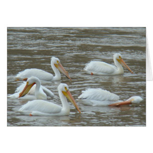 Pelícanos blancos B16 en el río fangoso