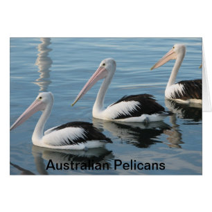 Pelícanos de Australia