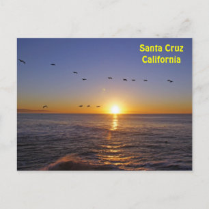 Pelícanos de Santa Cruz en la tarjeta postal Sunri