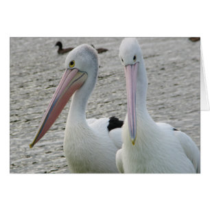 Pelícanos Preening
