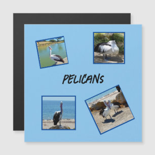 Pelicans The World Coolest Bird Four Photo Frames,