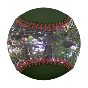 Pelota De Béisbol Árbol de aguacate