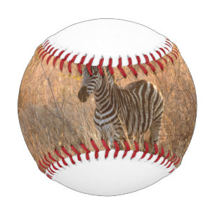 Pelota De Béisbol Cebolla de cebra en luz matutina
