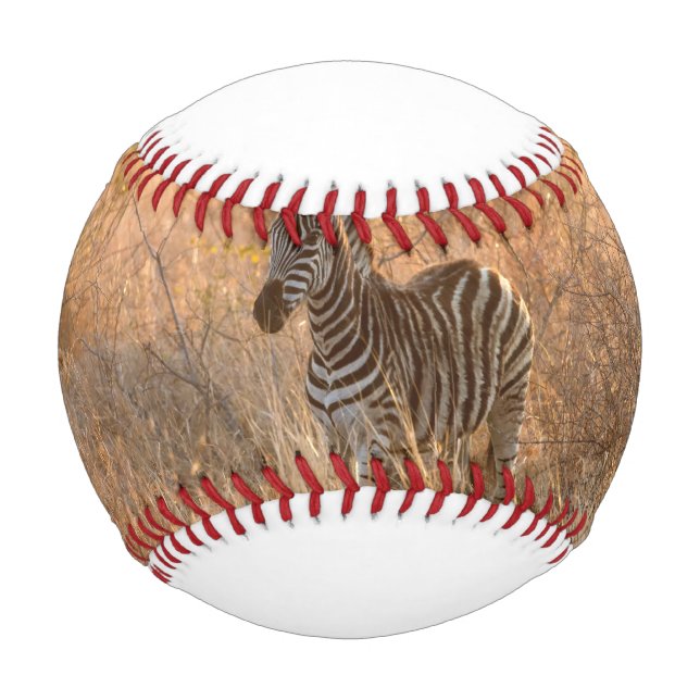 Pelota De Béisbol Cebolla de cebra en luz matutina (Anverso)