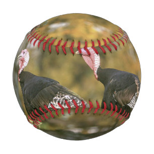 Pelota De Béisbol Fotografía masculina de pares turcos en otoño
