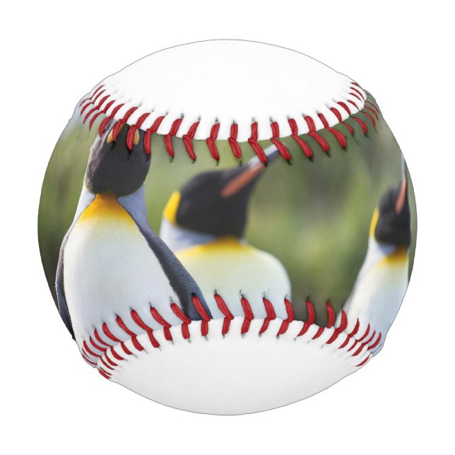 Pelota De Béisbol Pingüinos de rey (Anverso)