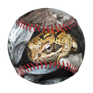 Pelota De Béisbol Una rana manchada se esconde entre las rocas en un