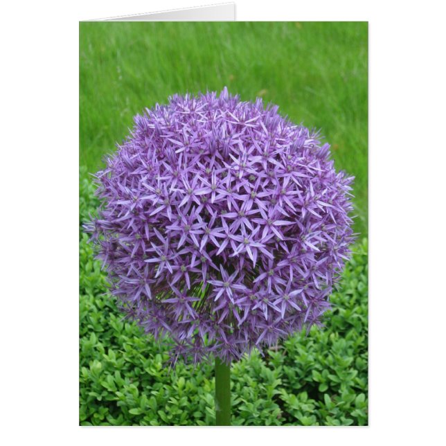 Pelota de flores moradas (Frente)