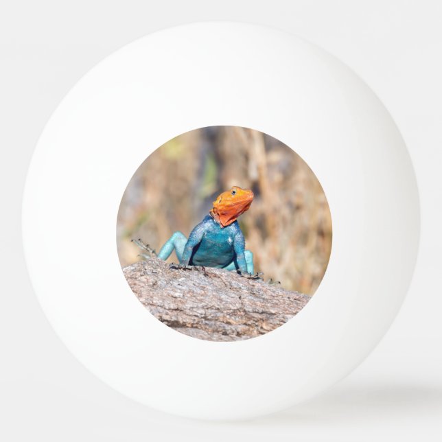 Pelota De Ping Pong Agama común (Anverso)