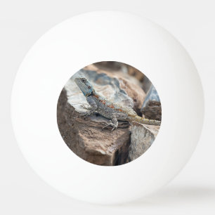Pelota De Ping Pong Agama de cabeza azul