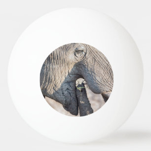 Pelota De Ping Pong Alimentación de elefantes