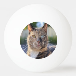 Pelota De Ping Pong Añadir Personalizar de fotos de gato