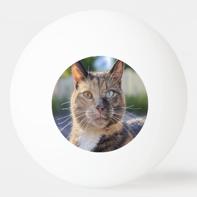 Pelota De Ping Pong Añadir Personalizar de fotos de gato (Anverso)