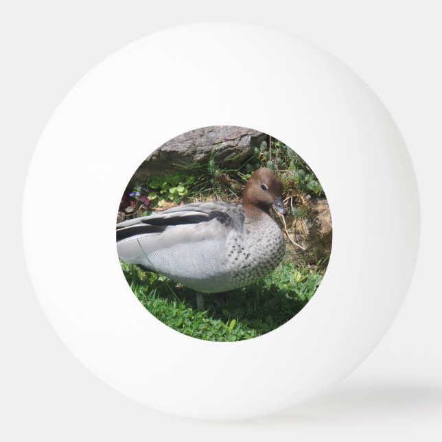 Pelota De Ping Pong Australian Wood Duck in Tranquil Garden (Anverso)