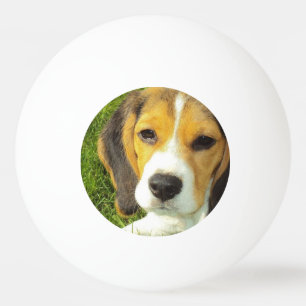 Pelota De Ping Pong Beagle lindo